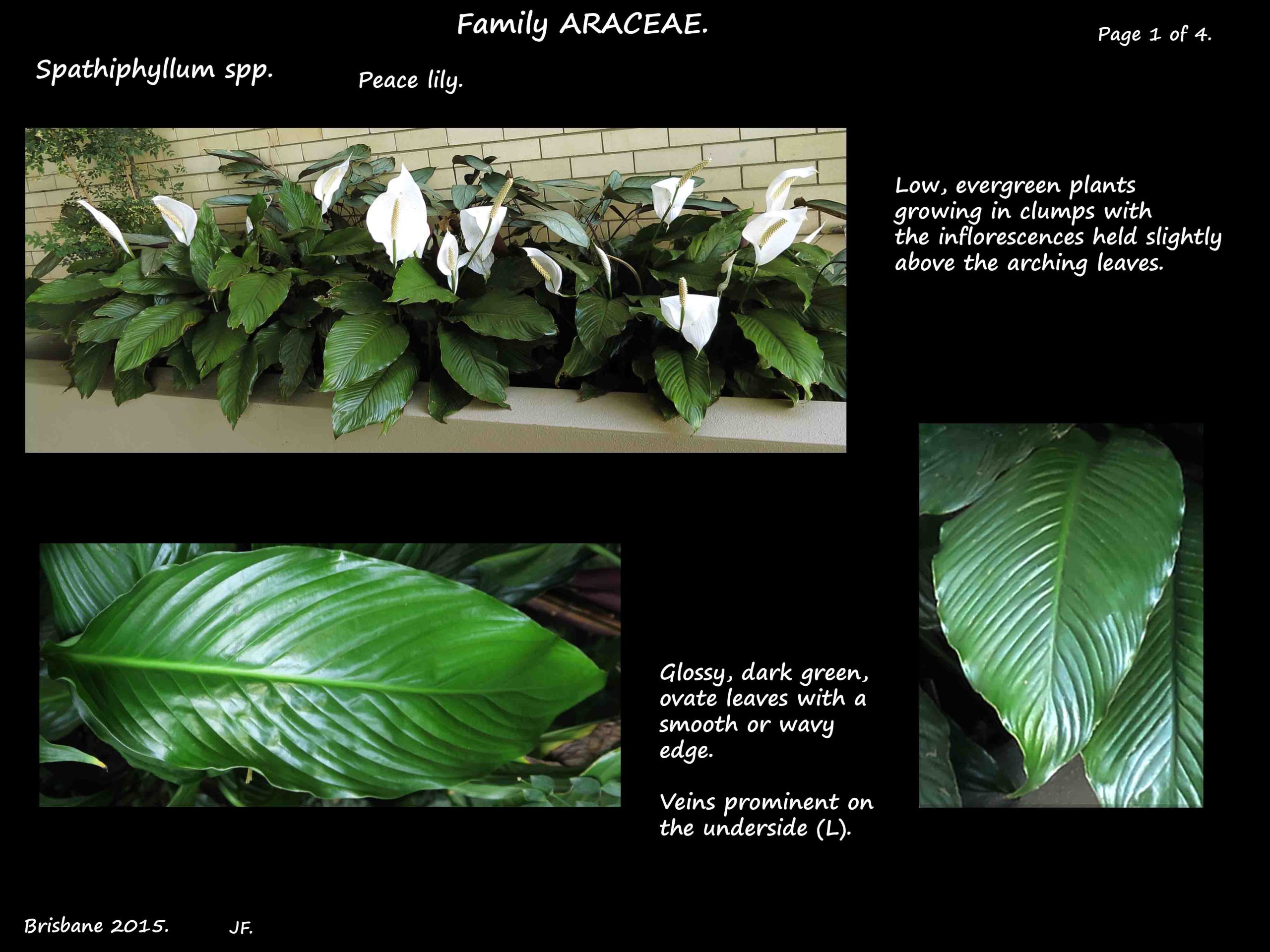 1 Peace lily plants & leaves